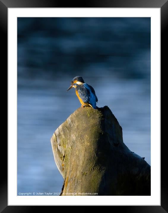 Kingfisher Framed Mounted Print by Jules Taylor