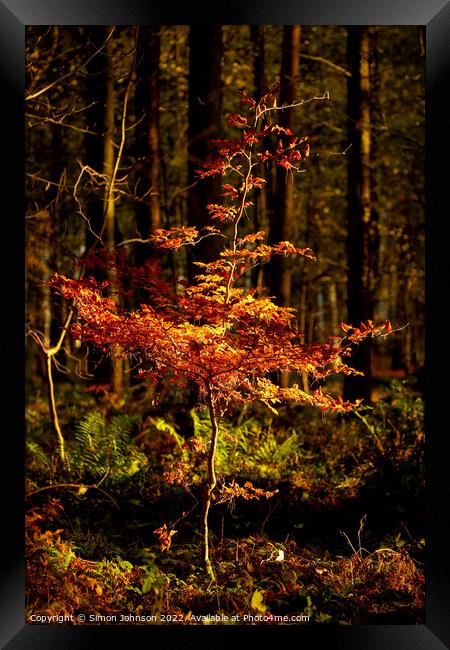 Sunlit Beech tree Framed Print by Simon Johnson