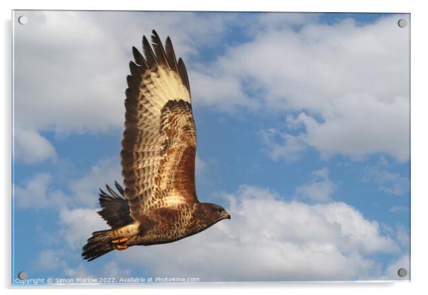 Buzzard in flight in beautiful detail Acrylic by Simon Marlow