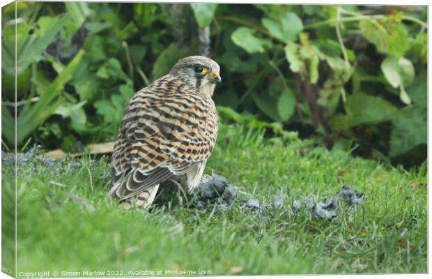 Closeup of a Kestrel watching over it's prey on grass Canvas Print by Simon Marlow