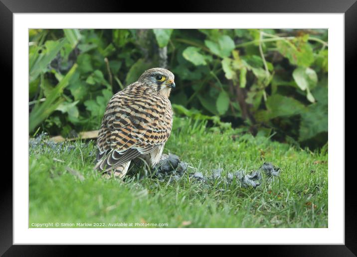 Closeup of a Kestrel watching over it's prey on grass Framed Mounted Print by Simon Marlow