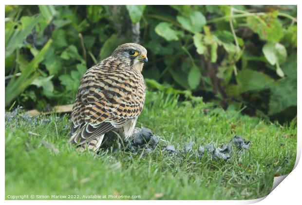 Closeup of a Kestrel watching over it's prey on grass Print by Simon Marlow