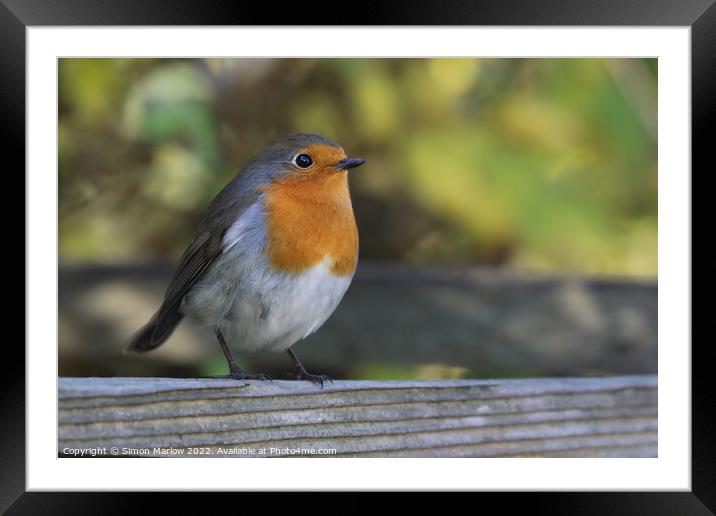 Radiant Robin Redbreast Framed Mounted Print by Simon Marlow