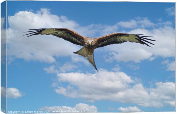 Red Kite in flight looking down Canvas Print by Simon Marlow