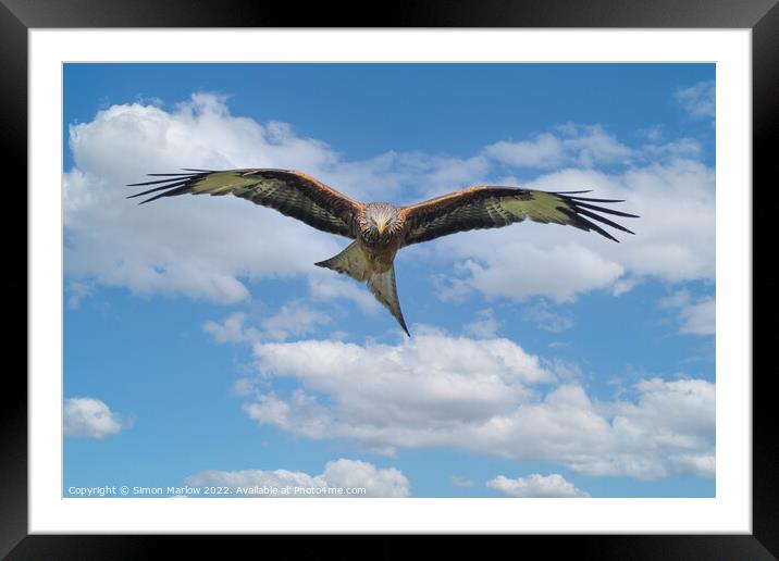 Red Kite in flight looking down Framed Mounted Print by Simon Marlow