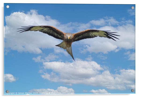 Red Kite in flight looking down Acrylic by Simon Marlow