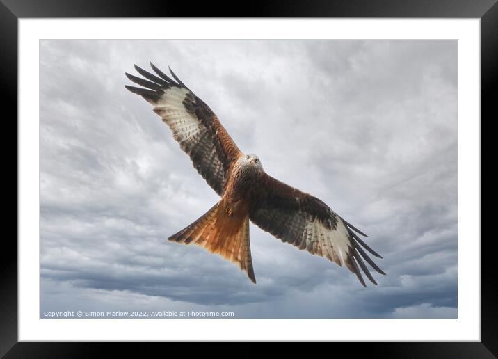 Red Kite looking straight at you Framed Mounted Print by Simon Marlow