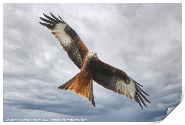 Red Kite looking straight at you Print by Simon Marlow