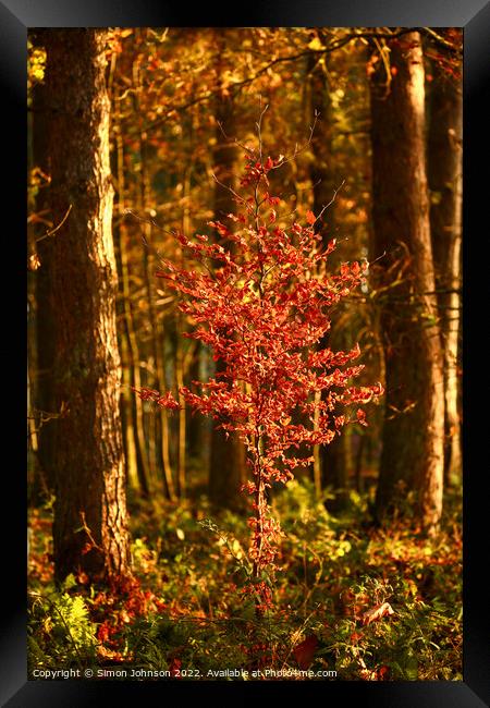 Sunlit Beech  tree Framed Print by Simon Johnson