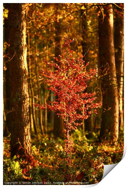 Sunlit Beech  tree Print by Simon Johnson