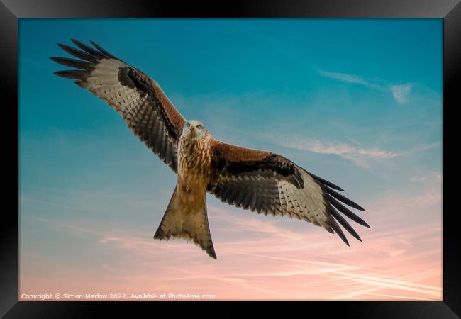 Majestic Red Kite in South Shropshire Framed Print by Simon Marlow