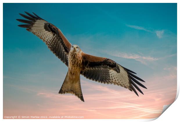 Majestic Red Kite in South Shropshire Print by Simon Marlow