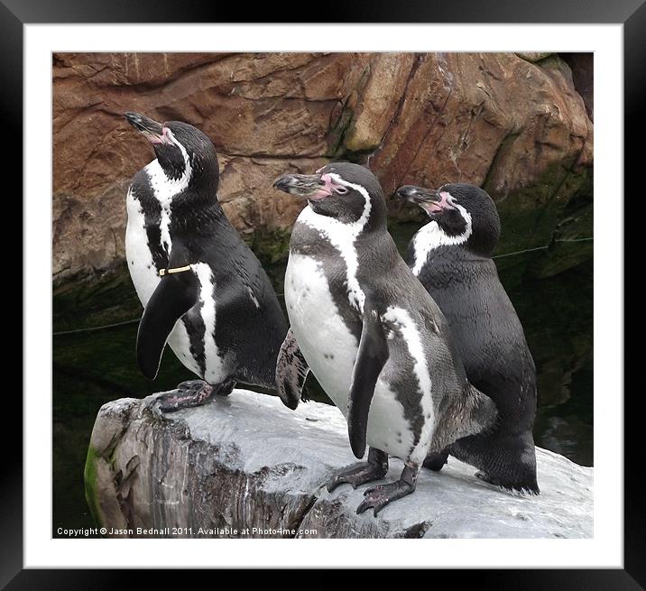 Penguins ready to dive Framed Mounted Print by Jason Bednall