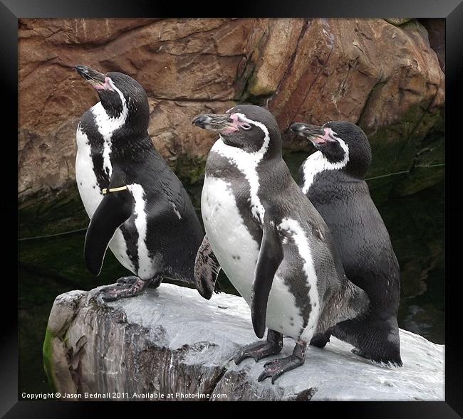 Penguins ready to dive Framed Print by Jason Bednall