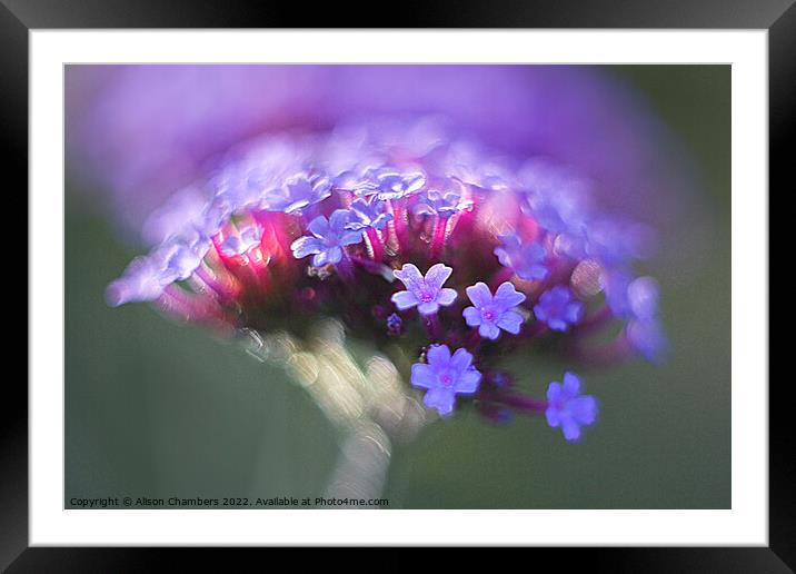 Verbena Flower Framed Mounted Print by Alison Chambers