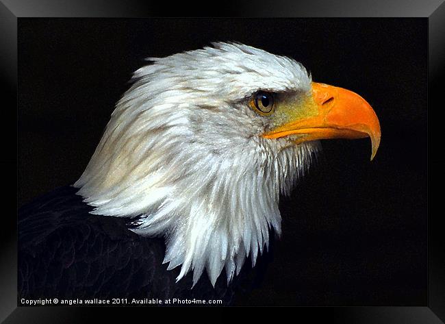 Bald Eagle Bird Framed Print by Angela Wallace