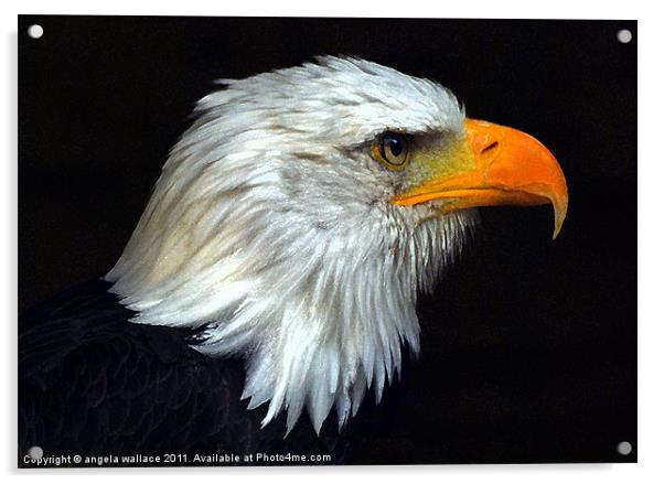 Bald Eagle Bird Acrylic by Angela Wallace