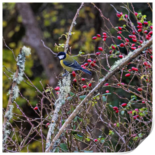 The Great tit  Print by kathy white