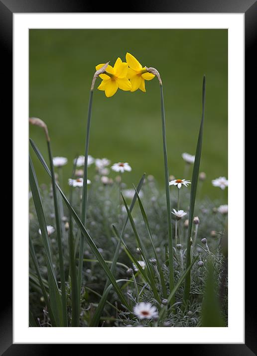 Daffodils Framed Mounted Print by Mark Harrop