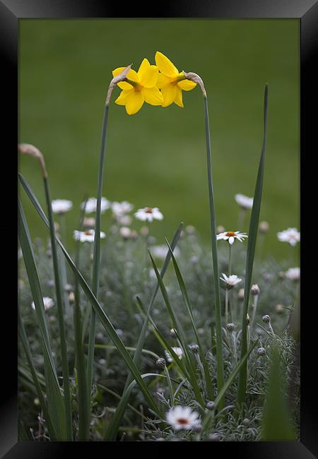 Daffodils Framed Print by Mark Harrop