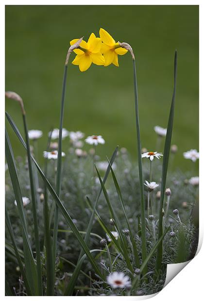 Daffodils Print by Mark Harrop