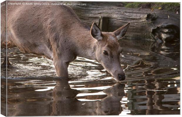 Doe deer testing the water Canvas Print by Kevin White