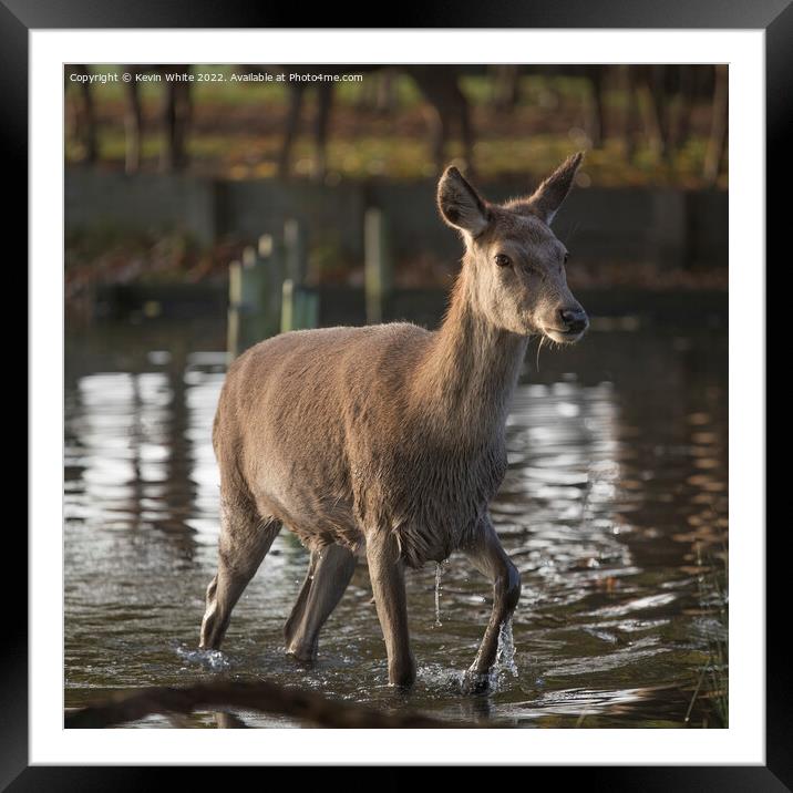 First deer to cross the water Framed Mounted Print by Kevin White