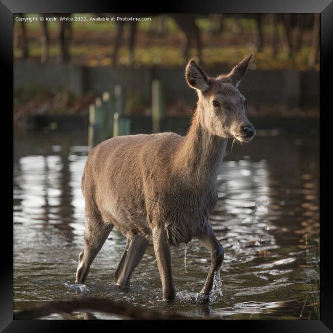First deer to cross the water Framed Print by Kevin White
