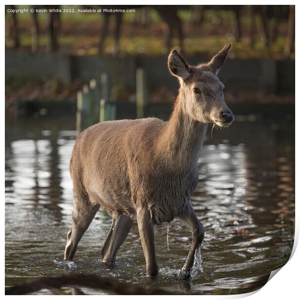 First deer to cross the water Print by Kevin White