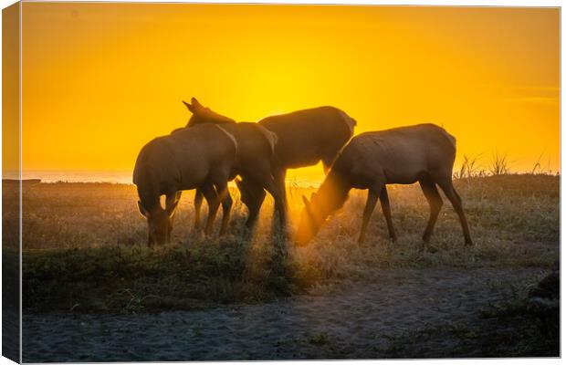  Elk Sunset Canvas Print by Sam Norris