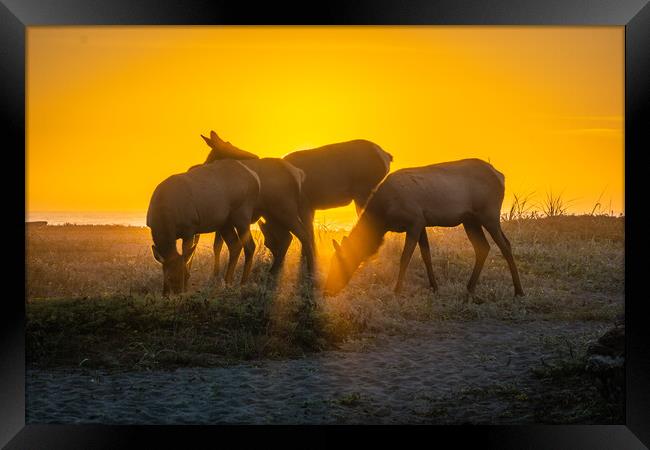  Elk Sunset Framed Print by Sam Norris