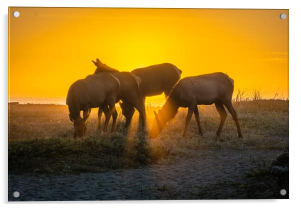  Elk Sunset Acrylic by Sam Norris