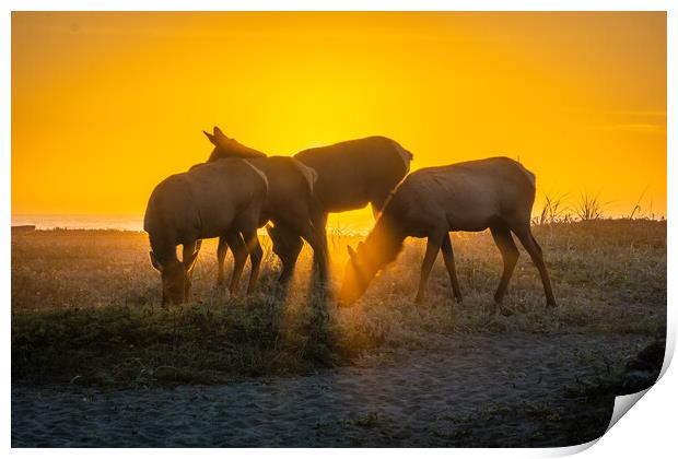  Elk Sunset Print by Sam Norris