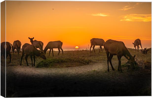 Elk herd beach sunset. Canvas Print by Sam Norris