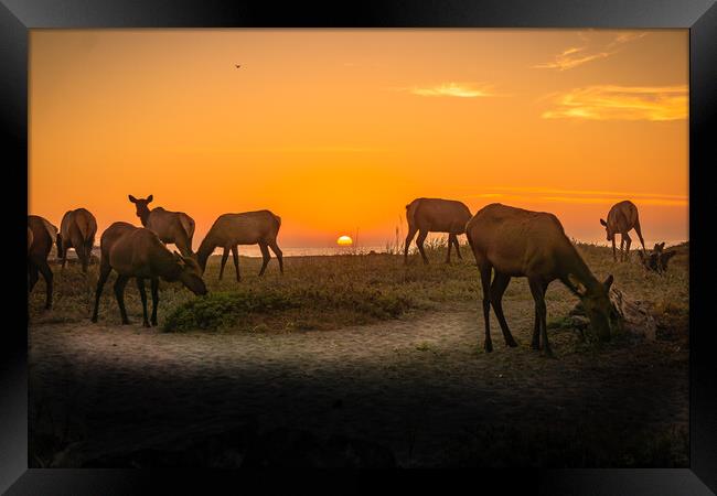 Elk herd beach sunset. Framed Print by Sam Norris