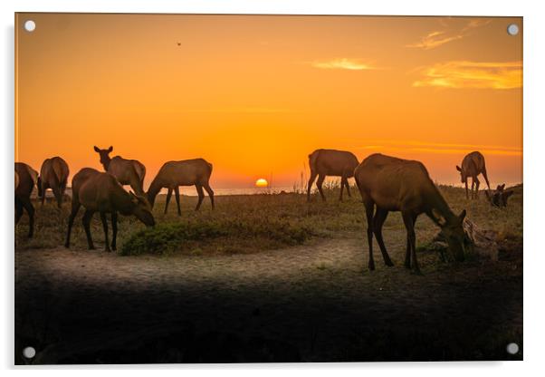 Elk herd beach sunset. Acrylic by Sam Norris