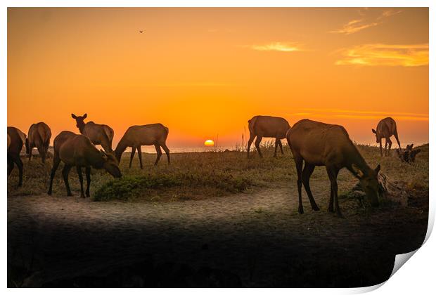 Elk herd beach sunset. Print by Sam Norris