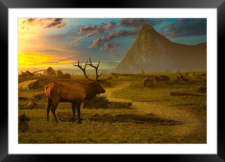 Rosevelt Bull Elk Framed Mounted Print by Sam Norris