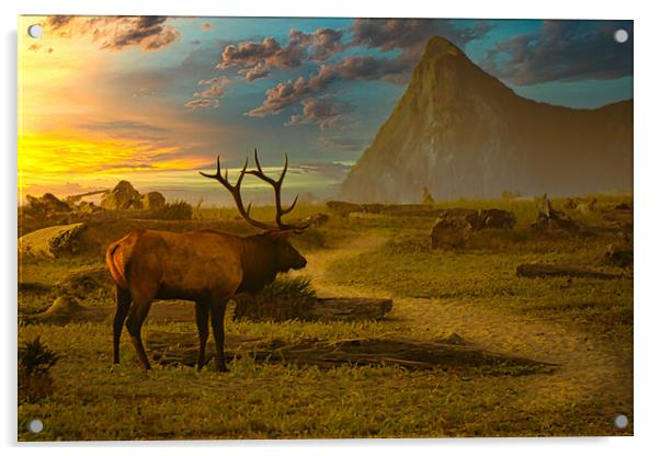 Rosevelt Bull Elk Acrylic by Sam Norris