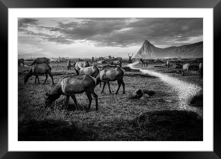 Elk herd at Sharp Point Framed Mounted Print by Sam Norris