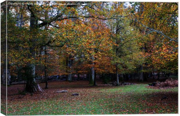 Vibrant Autumn Woods Canvas Print by Derek Daniel