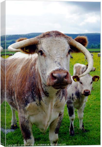 Longhorn cow and calf, Derbyshire Canvas Print by john hill