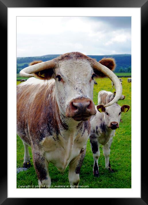 Longhorn cow and calf, Derbyshire Framed Mounted Print by john hill
