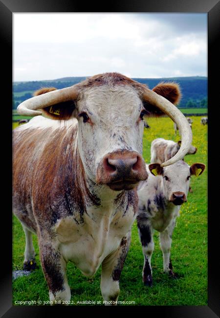 Longhorn cow and calf, Derbyshire Framed Print by john hill