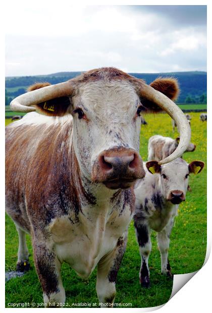 Longhorn cow and calf, Derbyshire Print by john hill