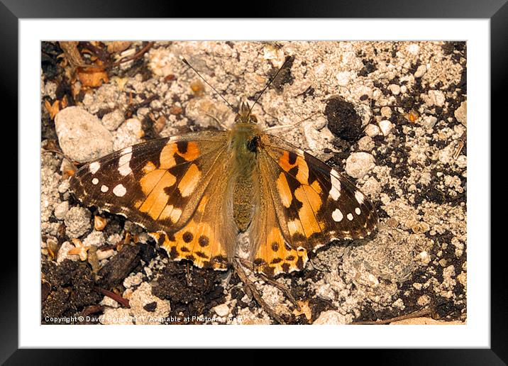 painted Lady Framed Mounted Print by David Borrill