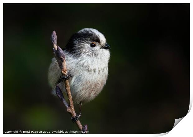 Long tailed tit Print by Brett Pearson