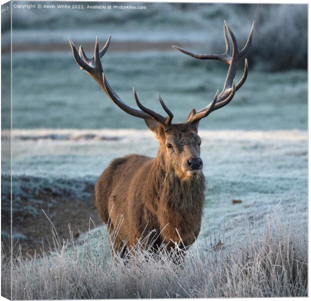 Monarch of the park Canvas Print by Kevin White