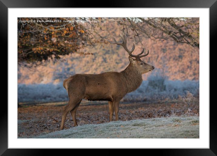 Portrait of a Deer stag Framed Mounted Print by Kevin White