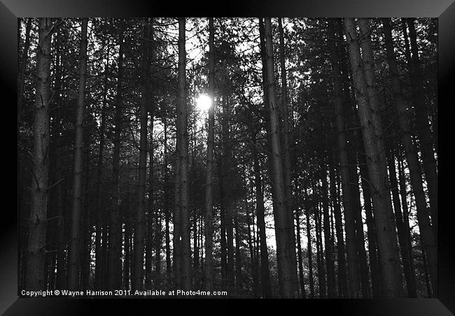 Afternoon sun through the woods Framed Print by Wayne Harrison